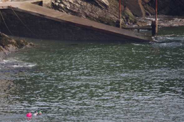 07 November 2020 - 12-02-43
The swimmer was soon across the river and then headed downstream just off the Kingswear shore.
--------------------------
Wild water swimming, river Dart, Kingswear